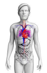 Male heart anatomy