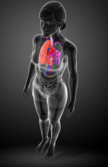 Human lungs anatomy