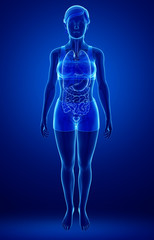 Female urinary system