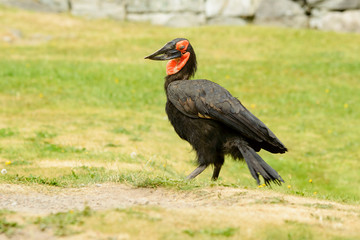 Southern ground hornbill, Bucorvus leadbeateri