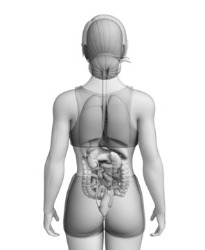 Digestive system of female anatomy