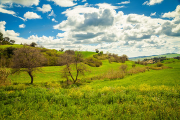 Fototapeta na wymiar green meadow in the central Sicily