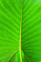 green leaf
