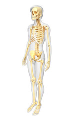 Human skeleton side view