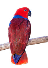 Ecelectus parrot sitting on a branch