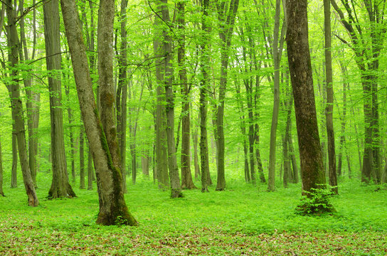 Fototapeta zielony las