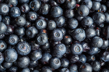 Freshly picked blueberries