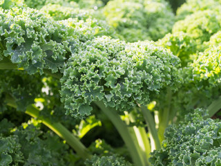 Wintergem&uuml;se Gr&uuml;nkohl auf dem Feld