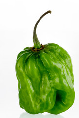 Eine gr&uuml;ne Habaneros stehend