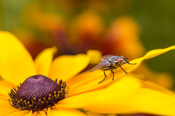 Insect fly macro on yellow leaf