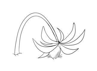 Curved coconut palm, vector illustration