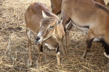 Little goat