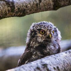 Barred Owl with head turned