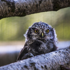 Barred Owl with head turned