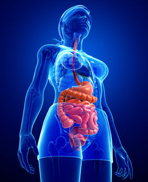 Small intestine anatomy of female