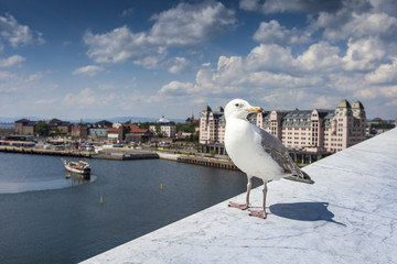 Seagull on opera house in Oslo, Norway