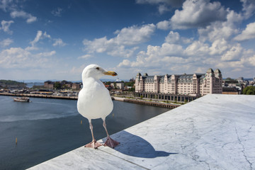 Seagull on opera house in Oslo, Norway © Curioso.Photography