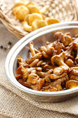 Cantharellus cibarius, commonly known as the chanterelle,