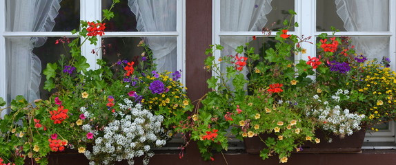 Fototapeta na wymiar fenêtre et fleurs