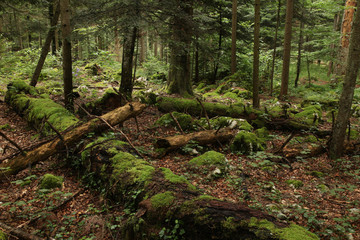Forest with fallen trees and moss