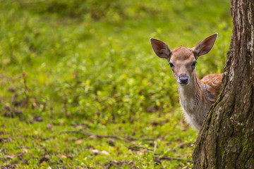 Close-up fallow deer in wild nature