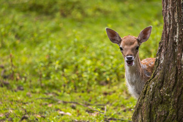 Fototapeta premium Close-up fallow deer in wild nature