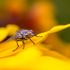 Insect fly macro on yellow leaf