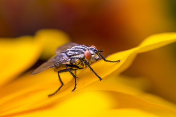 Insect fly macro on yellow leaf