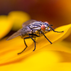 Fototapeta premium Insect fly macro on yellow leaf