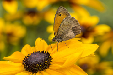 The butterfly on flower of rudbeckia