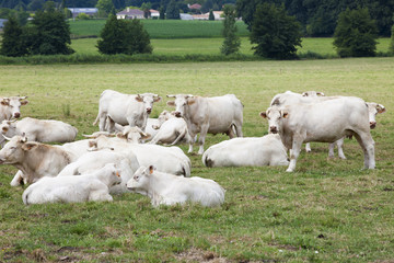 Obraz premium Troupeau de vaches