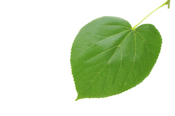 Obraz premium Linden leaf on white background