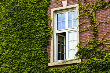 Fototapeta na wymiar window covered with green ivy