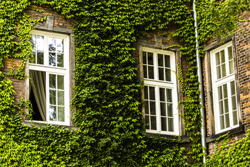 window covered with green ivy - obrazy, fototapety, plakaty