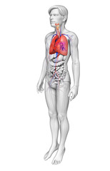 Male lungs anatomy