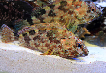 False kelpfish or Marbled rockfish (Sebastiscus marmoratus) 
