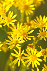 small yellow wildflowers