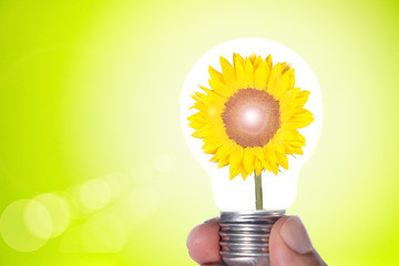 sunflower in a lightbulb representing a clean source of energy