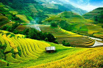 Rice fields on terraces in vietnam - obrazy, fototapety, plakaty
