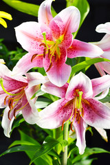 Blooming Lilium in the garden