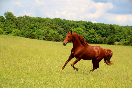 Sorrel Horse Running in Summer Pastures