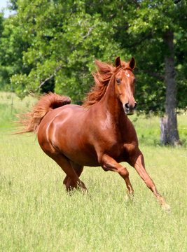 Sorrel Horse Running in Summer Pastures