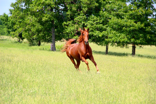 Sorrel Horse Running in Summer Pastures