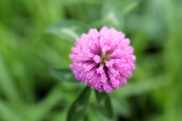 アカツメクサ_アップ