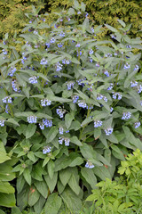 Blossoming of a comfrey Caucasian (Symphytum caucasicum M. Bieb.