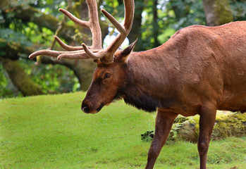 Elk Bull in green grass land