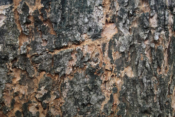 old oak bark