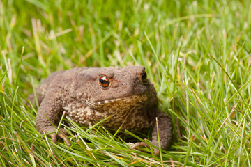frog sitting on green grass