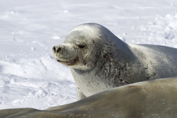 Naklejka premium portrait of a malecrabeater seal lying in the snow near the fema