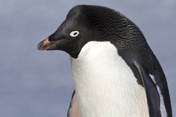 Portrait of Adelie penguin with through narrowed eyes
